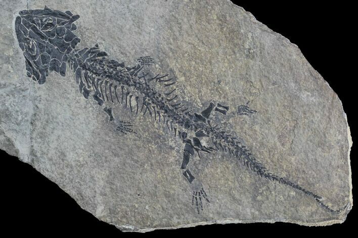 Discosauriscus (Early Permian Reptiliomorph) - Czech Republic #89332